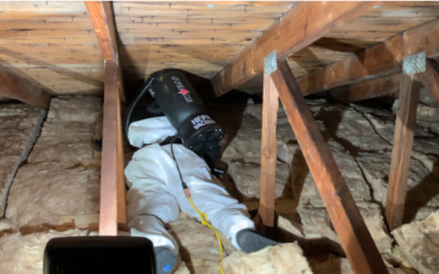 Beat Mold Before It Spreads