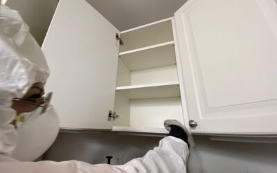 Mold Restoration 101: Steps to Restore Your Home Safely and Thoroughly