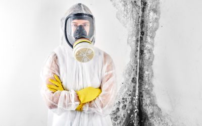 MOLD REMOVAL